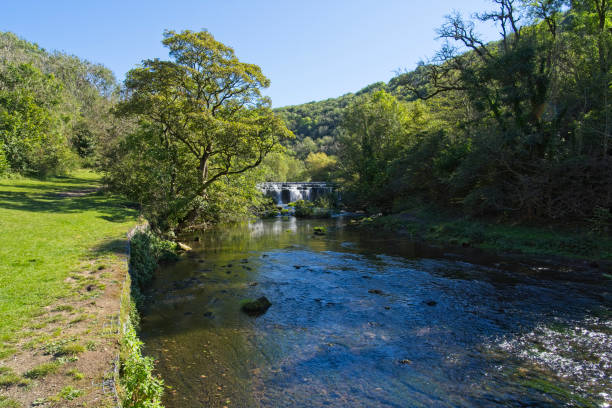 On the banks of the River Wye in Monsal Dale in late summer Standing on the banks of the River Wye in Monsal Dale, looking towards a weir on a bright late summer day peak district national park photos stock pictures, royalty-free photos & images
