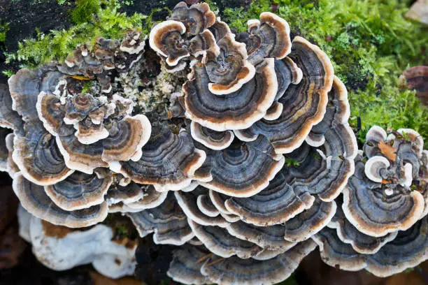 Trametes versicolor – Coriolus versicolor,  Polyporus versicolor closeup