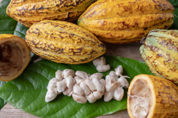 istock Fresh white cocoa beans and cocoa pods 1349390759