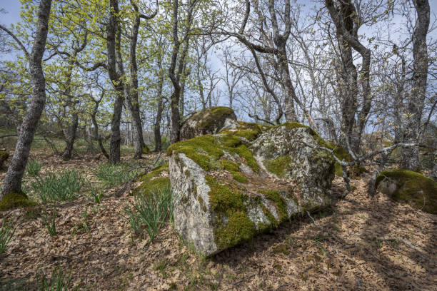 Forest of Pyrenean oak, Quercus pyrenaica