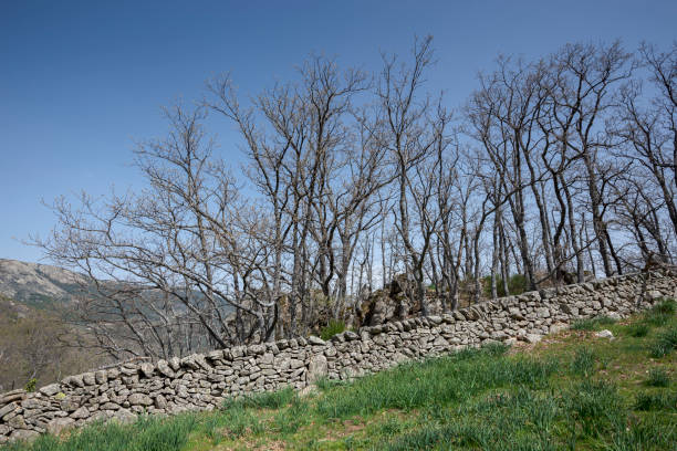 Pyrenean oaks, Quercus pyrenaica, next to a stone wall