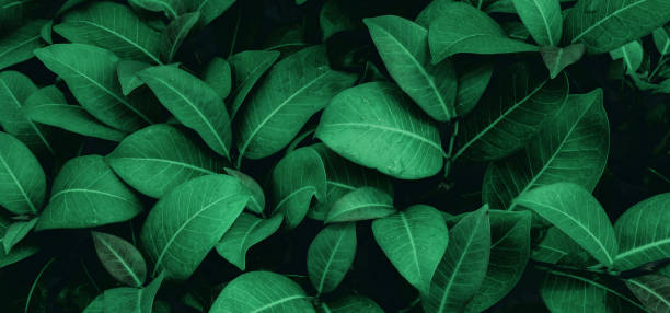 istock abstract green leaf texture, nature background, tropical leaf 1349392561