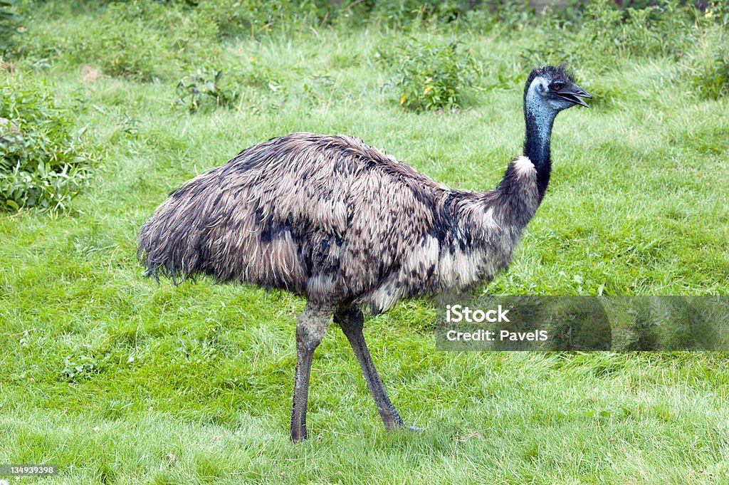 emu Emu walking through a field of green grass Africa Stock Photo