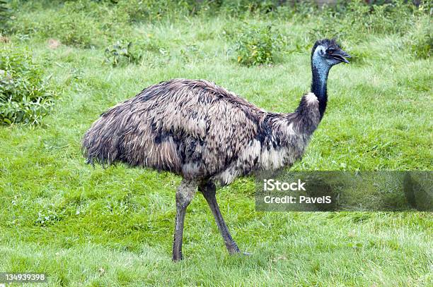 Emu Stock Photo - Download Image Now - Africa, Animal, Animal Wildlife