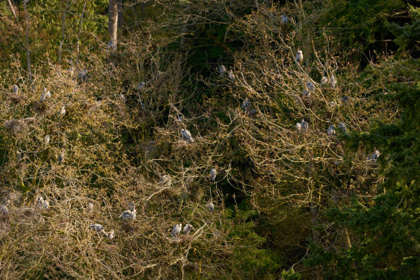 Great Blue Heron Rookery Nests