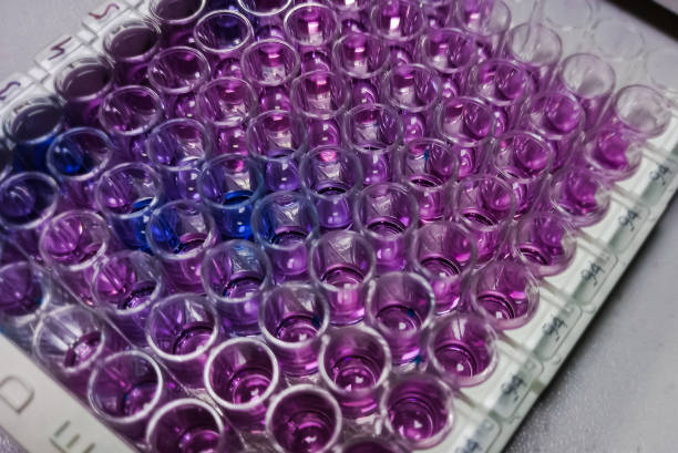 istock Enzyme-linked Immunosorbent assay (ELISA) plate, Immunology  testing method in medical laboratory 1349405700