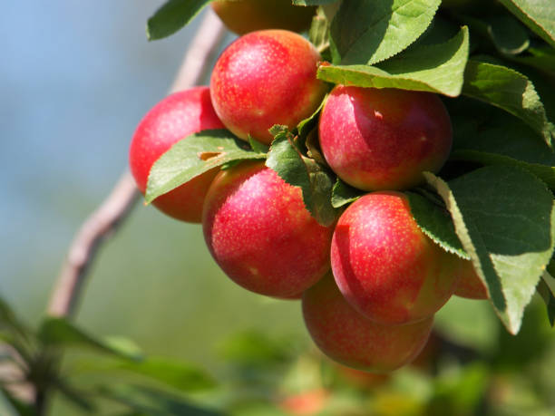 istock Mirabelle plum branch with red ripe fruits 1349406489