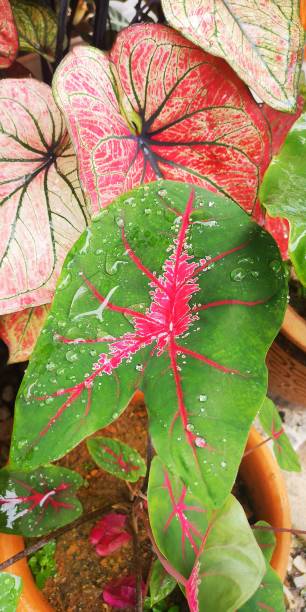 istock Caladium bicolor with heart shaped leaves and pink blotching color 1349407155
