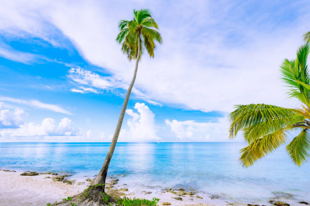 istock caribbean sea palm trees paradise 1349408758