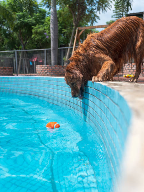 istock Golden Retriever by the pool 1349408831