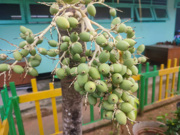 istock A bunch of green betel fruit on a betel tree 1349410182
