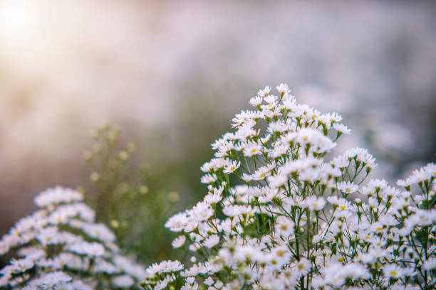istock beautiful little white flowers spot focus soft focus 1349410748