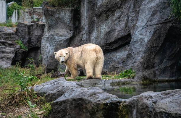 istock White polar bear on the background of rocks 1349410847
