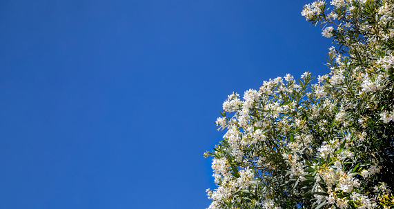 tree with white flowers against the blue sky with copy space