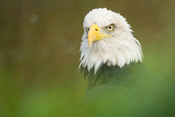 The shark eyes of a Bald eagle is watching it's environment. The bird of prey is slightly obscured by foliage.