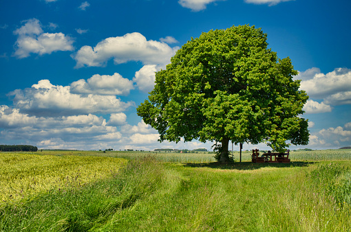 summer landscape with lime tree between fields