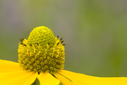 A close up of a bright yellow Rudbeckia paniculata coneflower