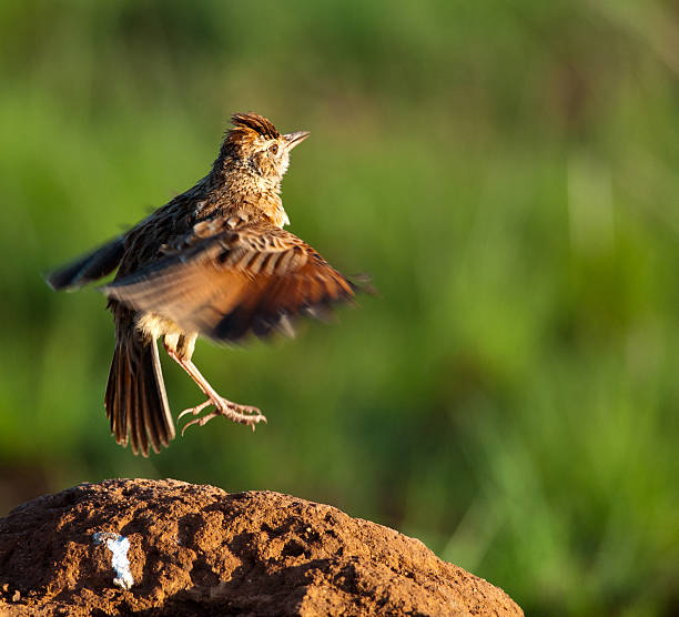 Rufous-naped Lark on mound jumping Rufous-naped Lark jumping on an antheap with body and head in focus and wings blurred to accentuate motion rufous naped lark mirafra africana stock pictures, royalty-free photos & images