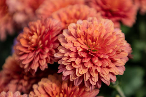 istock Beautiful pink red flower close up 1349421067