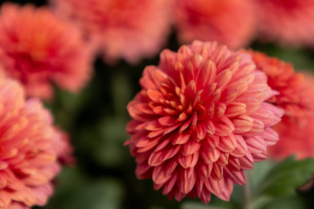 istock Beautiful pink red flower close up 1349421080