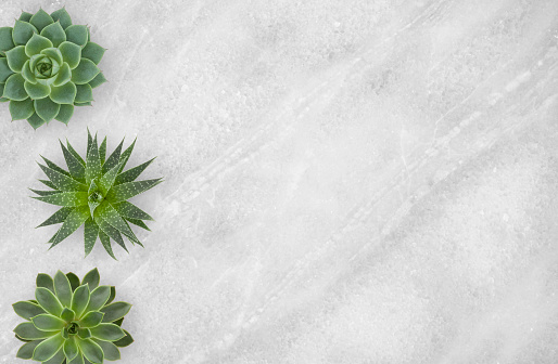 Top view of three succulent plants on light gray marble background with copy space