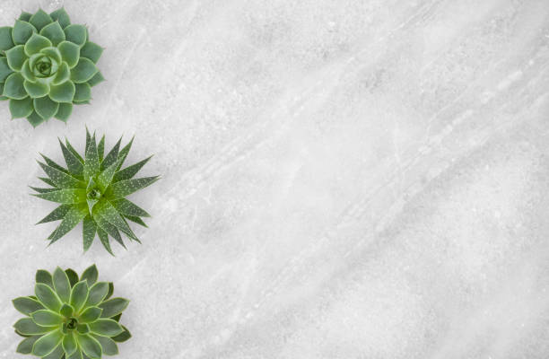 succulents plants on marble background - textured stone gray green imagens e fotografias de stock