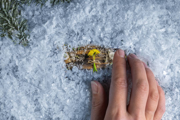 la mano de una mujer quita la nieve y ve una foto de un diente de león - dandelion snow fotografías e imágenes de stock