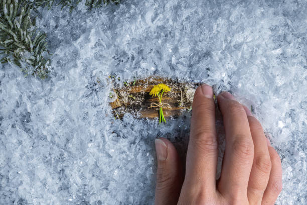 女性の手は雪を取り除き、タンポポの写真を見る - dandelion snow ストックフォトと画像