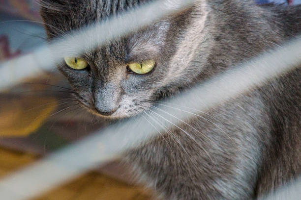 istock Carthusian cat in the foreground 1349424521