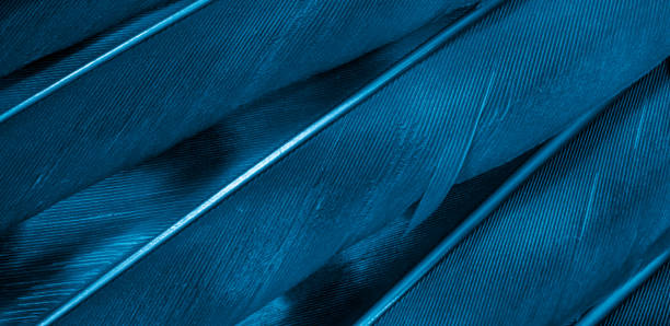 istock blue hawk feathers with visible detail. background or texture 1349424649
