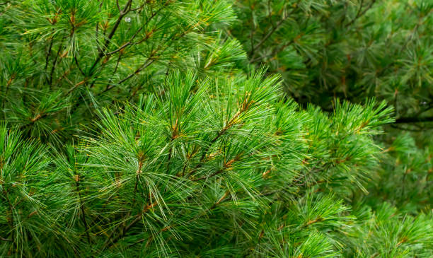 istock green pine branches with visible details. background 1349424985