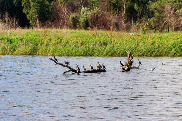 Flock of birds sitting on a snag in a river