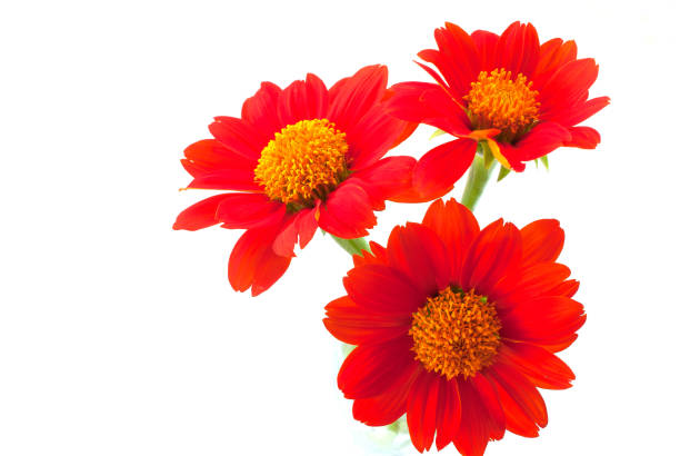 istock Three beautiful blooming orange flowers, white background 1349425790
