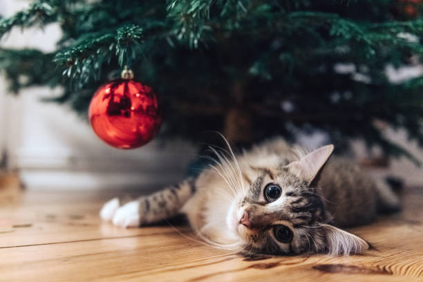 young cat lying under christmas tree young norwegian forest cat lying under christmas tree christmas ornament christmas decoration red religious celebration stock pictures, royalty-free photos & images