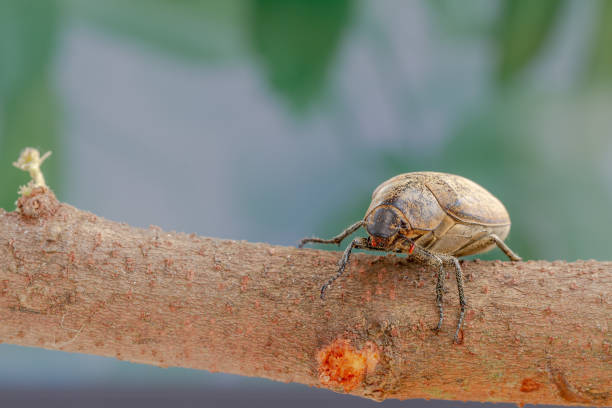 istock A sugarcane white grub or Phyllopoga Postanceensis crawls on a bilimbi tree branch 1349427553
