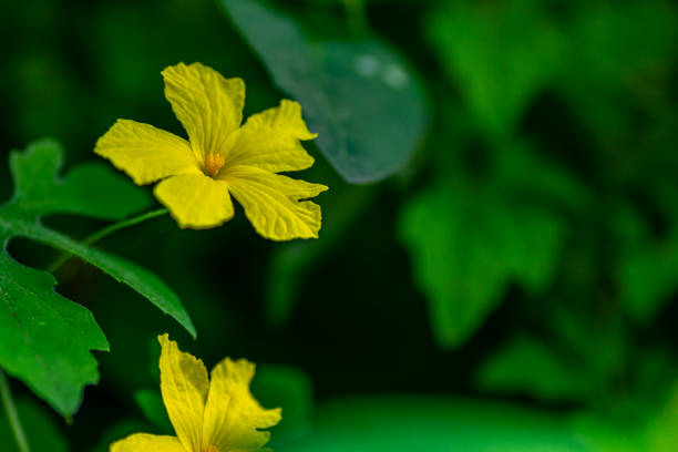 Yellow forest bitter melon flower with green foliage background, nature concept