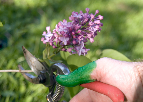 Hand with green thumb pruning a lilac.