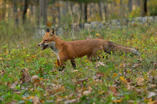 istock Red fox trotting past New England stone wall 1349428574