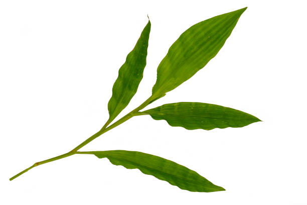 istock A green leaf of Commelina diffusa grass on a white background 1349428577