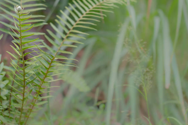 istock Fern plants with leaves that have a unique and regular pattern of green 1349428663