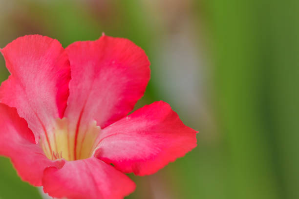 istock Red Japanese frangipani flowers, blurred foliage background 1349428693