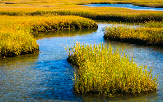 The reeds and grasses of a Cape Cod salt marsh take on hues of yellow and orange as the seasons change .