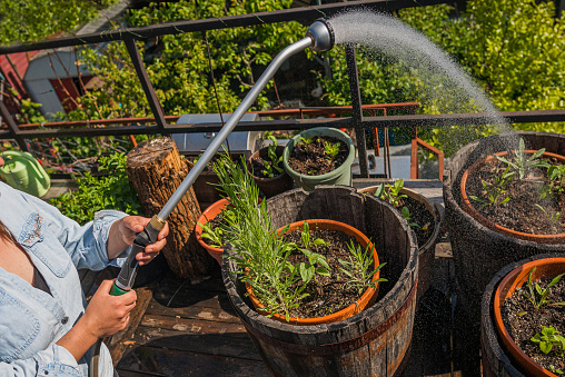 Urban farming & gardening on the rooftop in Queensbury, New York, United States