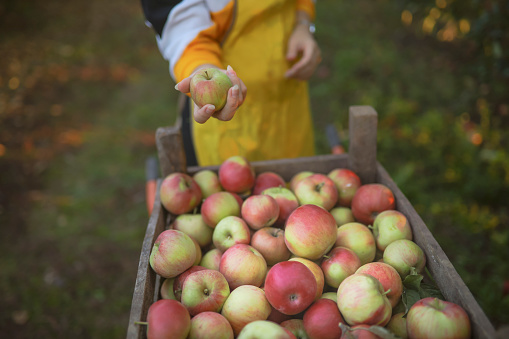 Young farmer showing her organically produced apples from the orchard
