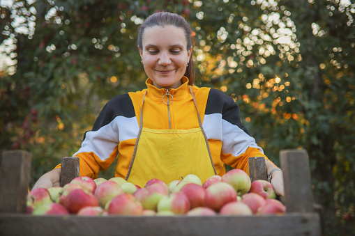 Young female farmer carrying a basket full with freshly picked apples
