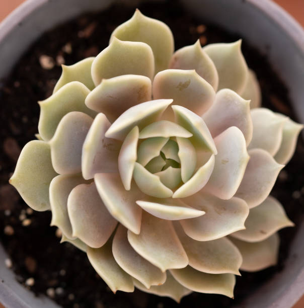 istock Lovely Echeveria Lola succulent from above 1349431567