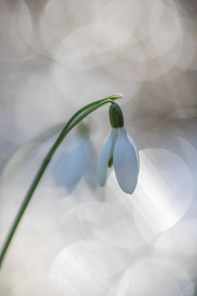 istock Galanthis nivalis,snowdrop flower close up 1349431966