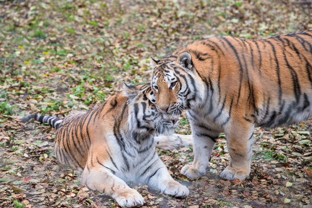 istock Beautiful Siberian or Amur tigers 1349432495