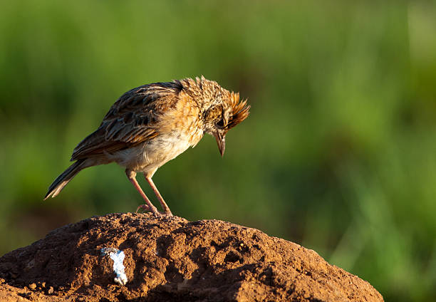 Dejected Rufous-naped Lark Rufous-naped Lark  on an antheap with head down looking dejected after fruitless jumping and shouting rufous naped lark mirafra africana stock pictures, royalty-free photos & images