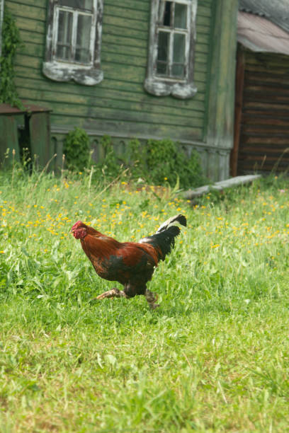 Red multi-colored rooster quickly runs along the green grass past the village Russian house